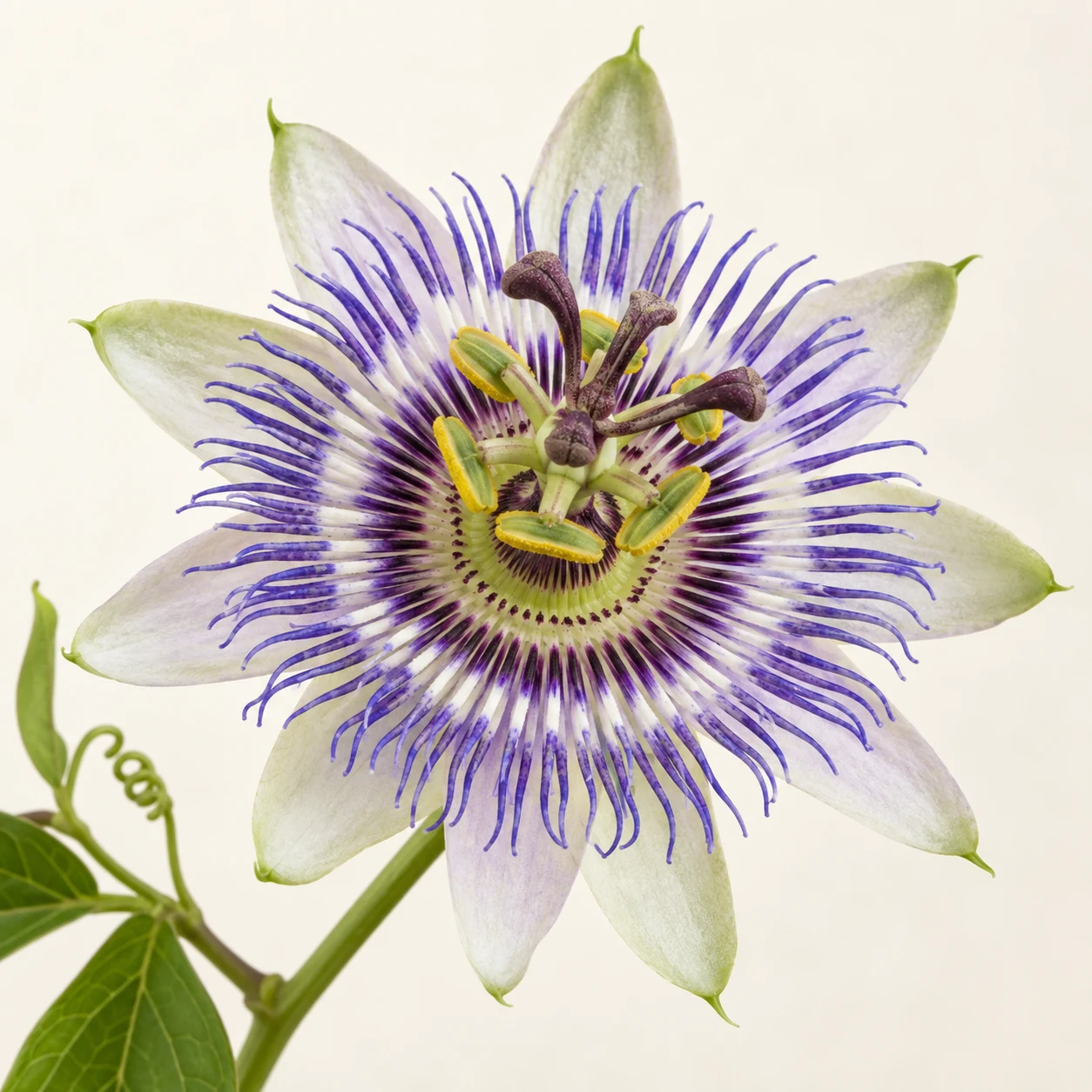 Passiflora çiçeğini temsil eden botanik görsel