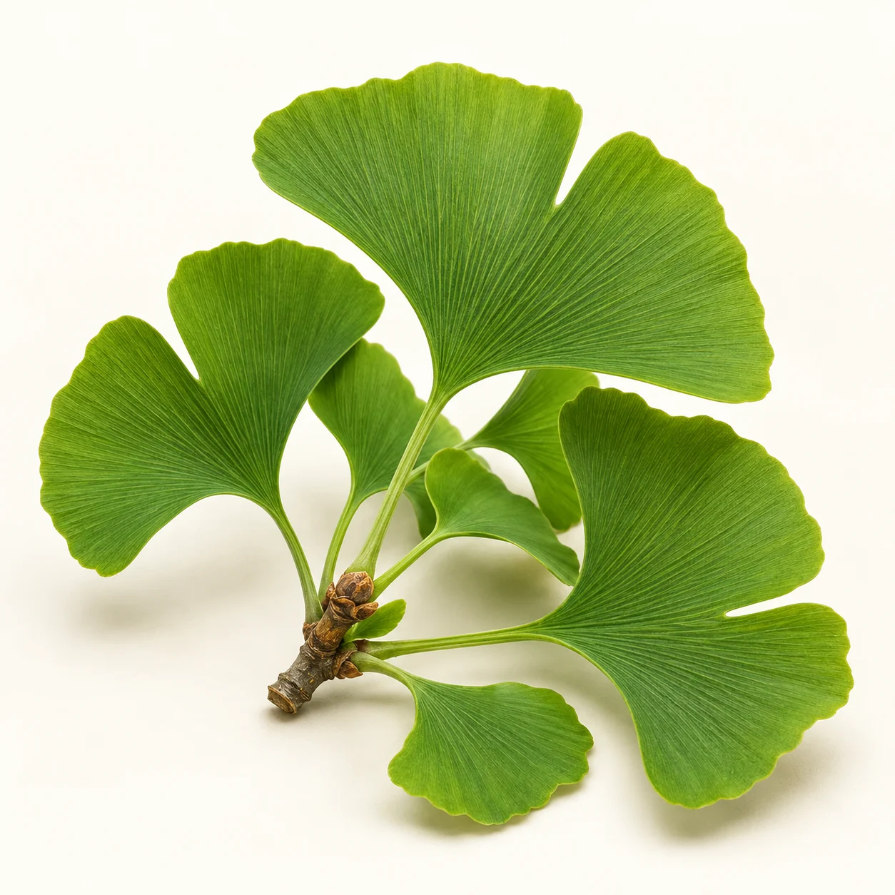 Ginkgo biloba — içerik görseli