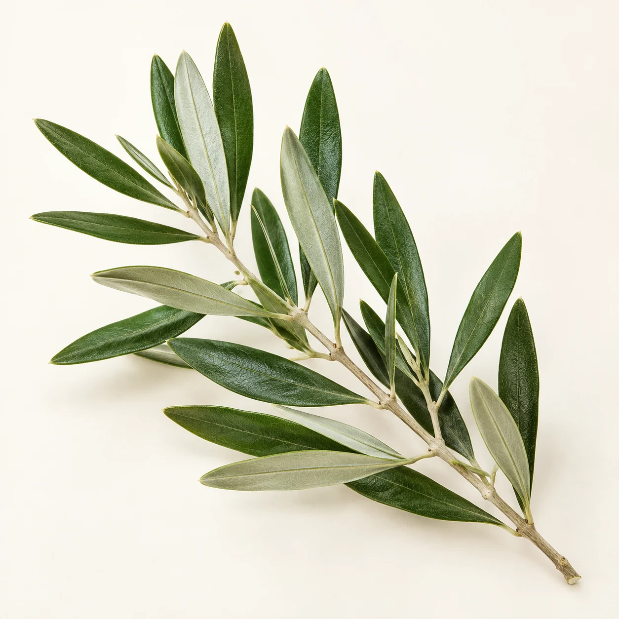 Zeytin yaprağı — içerik görseli