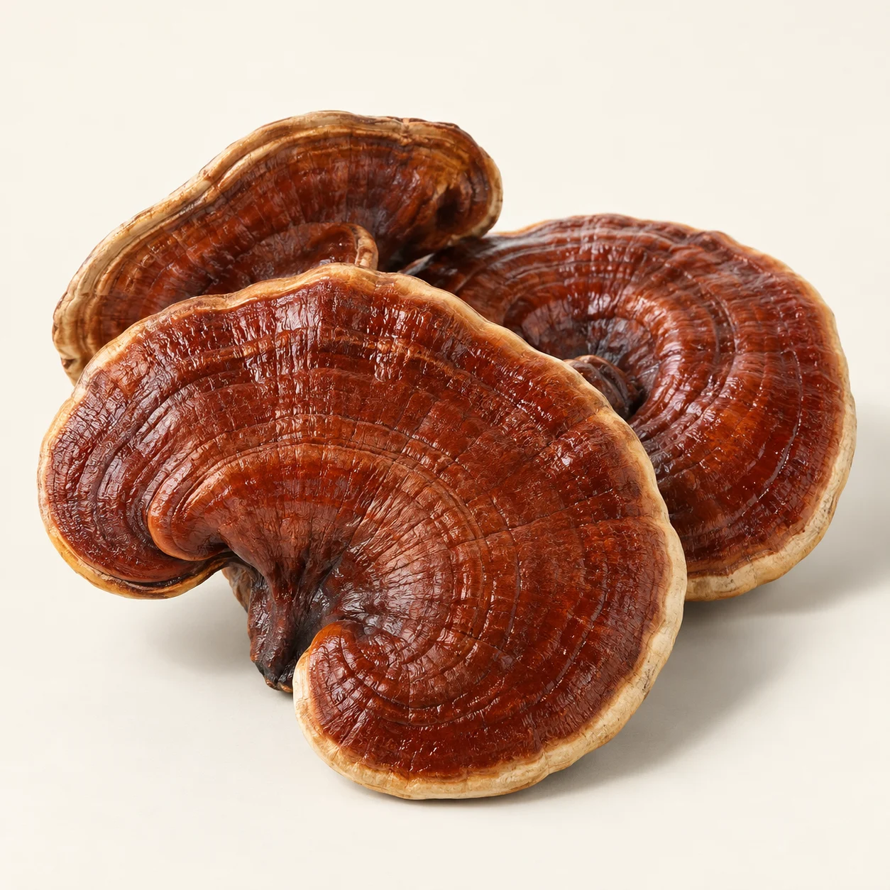 Reishi mantarı — içerik görseli
